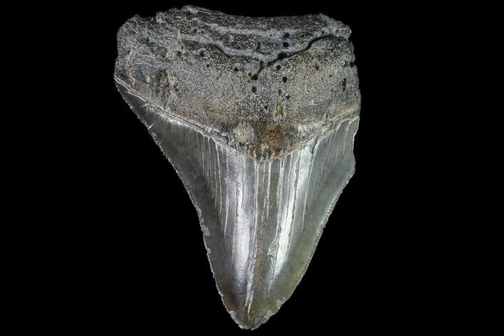 Partial, Fossil Megalodon Tooth #89000